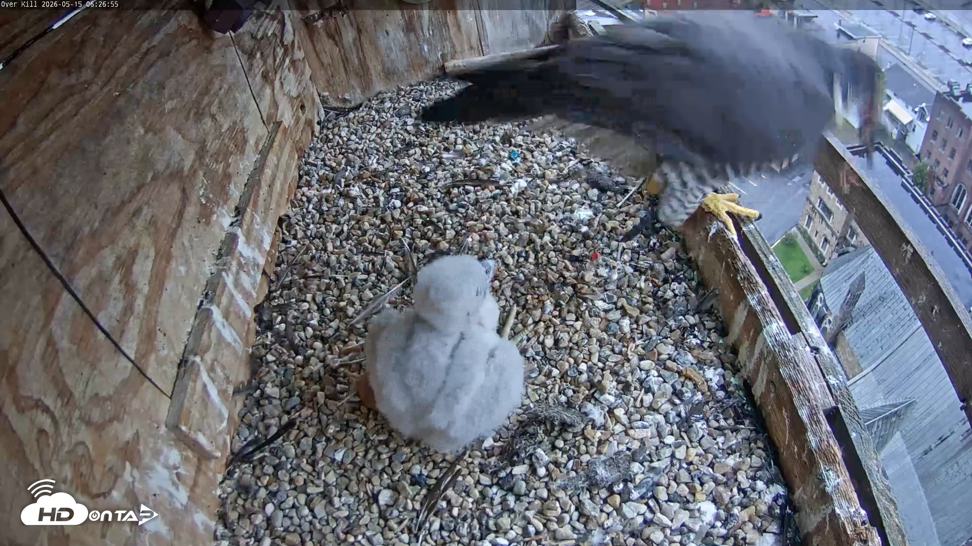 Snapshot of Utica Falcons Nest Box Live Webcam taken May 15, 2026, 6:27am EDT