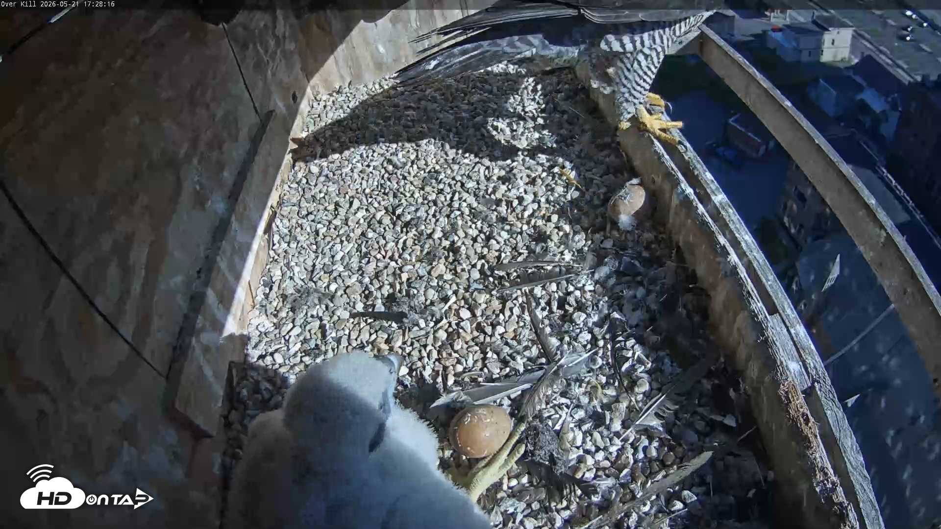 Snapshot of Utica Falcons Nest Box Live Webcam taken May 21, 2026, 5:29pm EDT