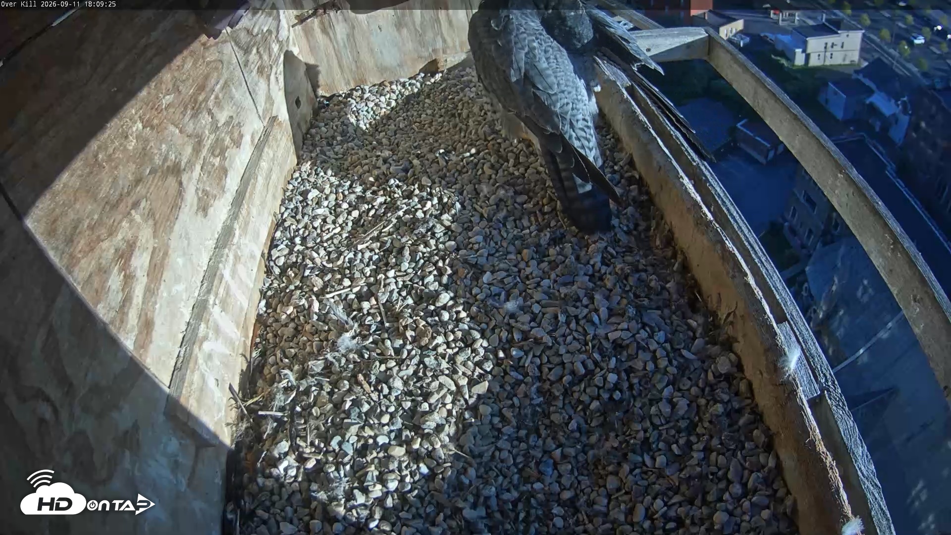 Snapshot of Utica Falcons Nest Box Live Webcam taken Sep 11, 2026, 6:10pm EDT