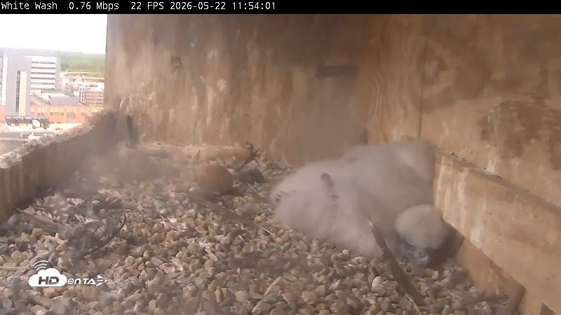 Snapshot of Utica Falcons Nest Box Live Webcam taken May 22, 2026, 11:54am EDT