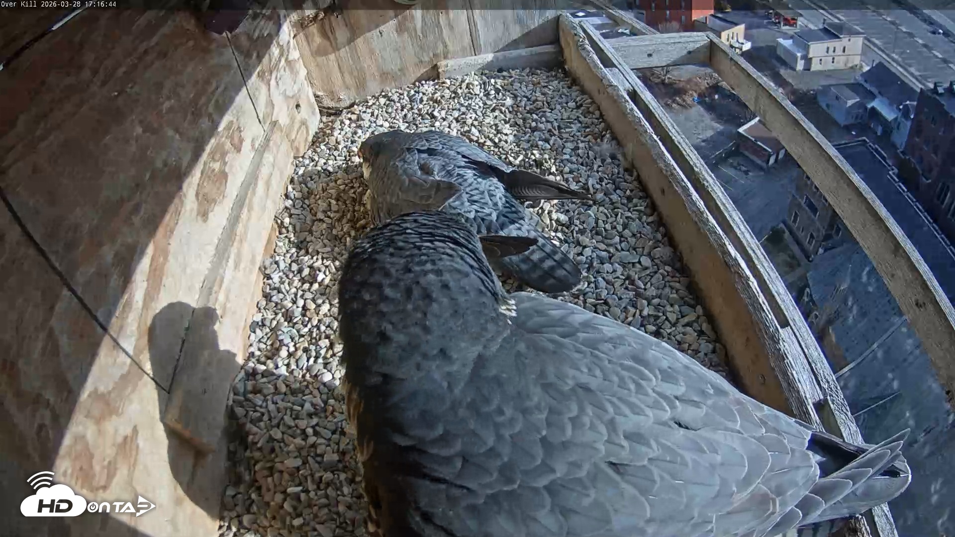 Snapshot of Utica Falcons Nest Box Live Webcam taken Mar 28, 2026, 5:17pm EDT