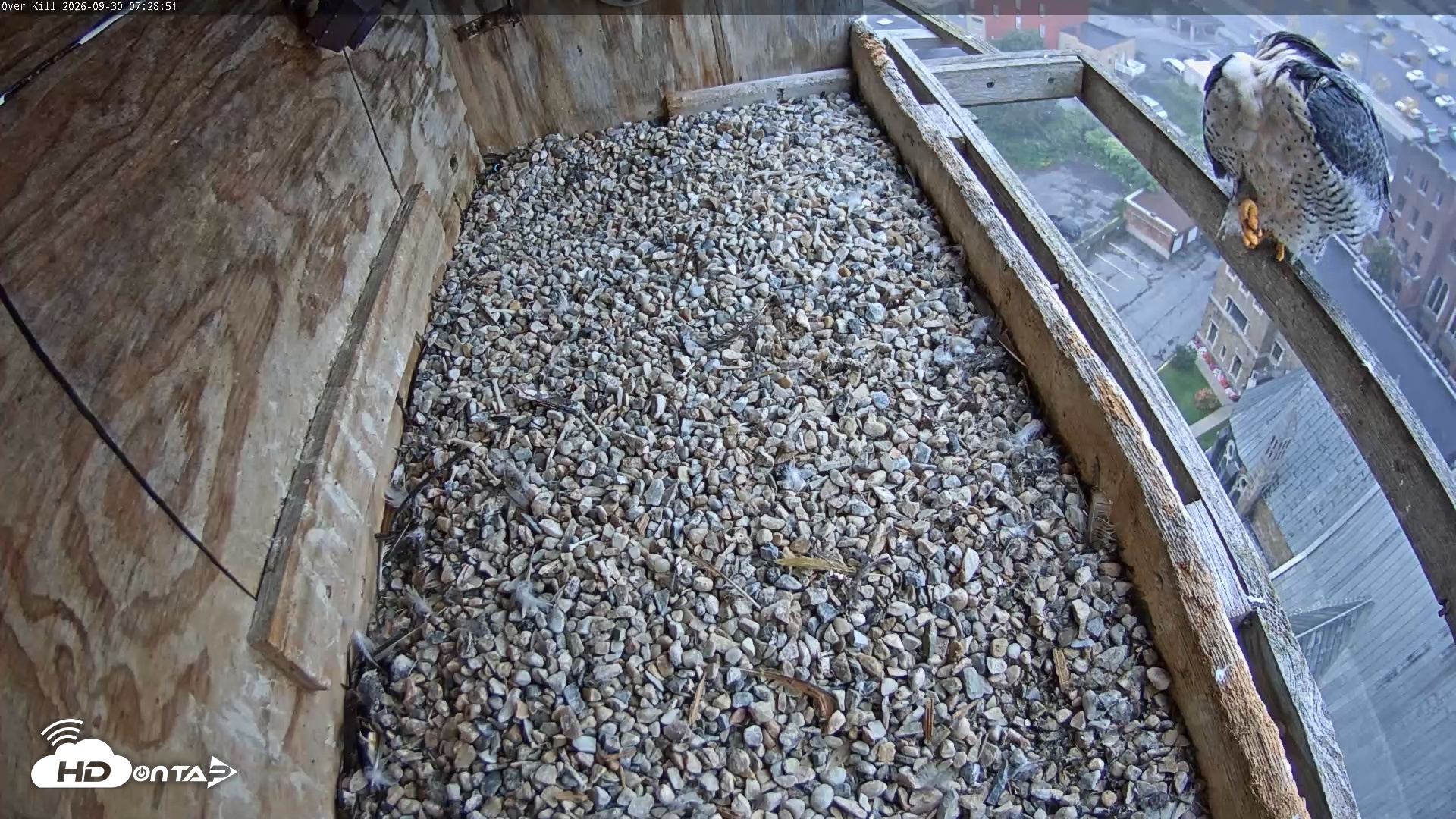 Snapshot of Utica Falcons Nest Box Live Webcam taken Sep 30, 2026, 7:29am EDT