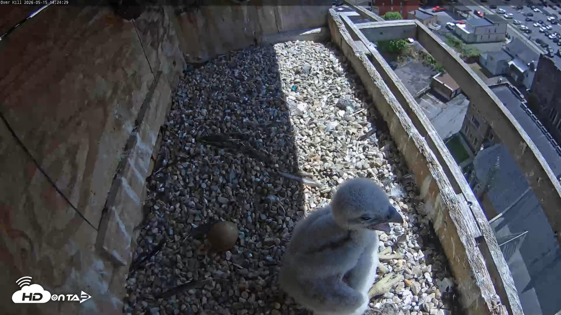 Snapshot of Utica Falcons Nest Box Live Webcam taken May 15, 2026, 2:25pm EDT