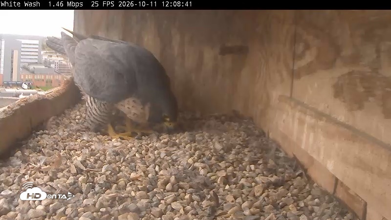 Snapshot of Utica Falcons Nest Box Live Webcam taken Oct 11, 2026, 12:09pm EDT