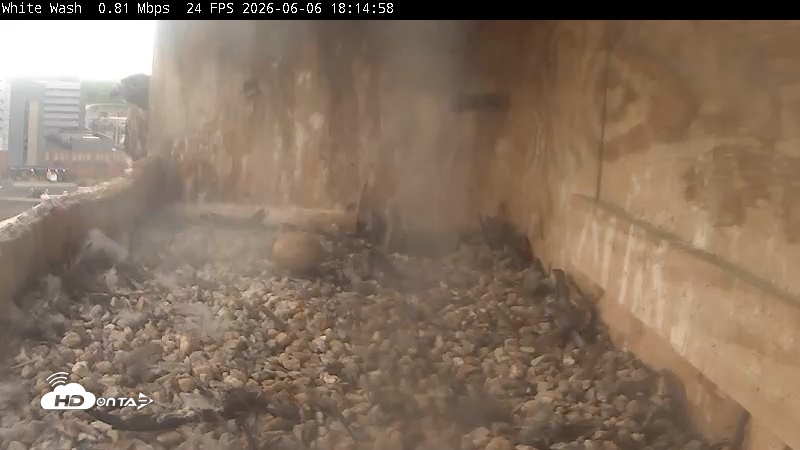 Snapshot of Utica Falcons Nest Box Live Webcam taken Jun 6, 2026, 6:15pm EDT
