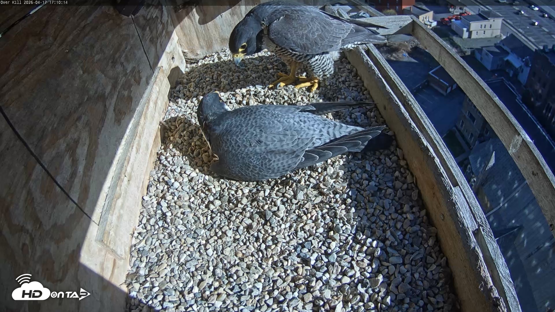 Snapshot of Utica Falcons Nest Box Live Webcam taken Apr 17, 2026, 5:11pm EDT