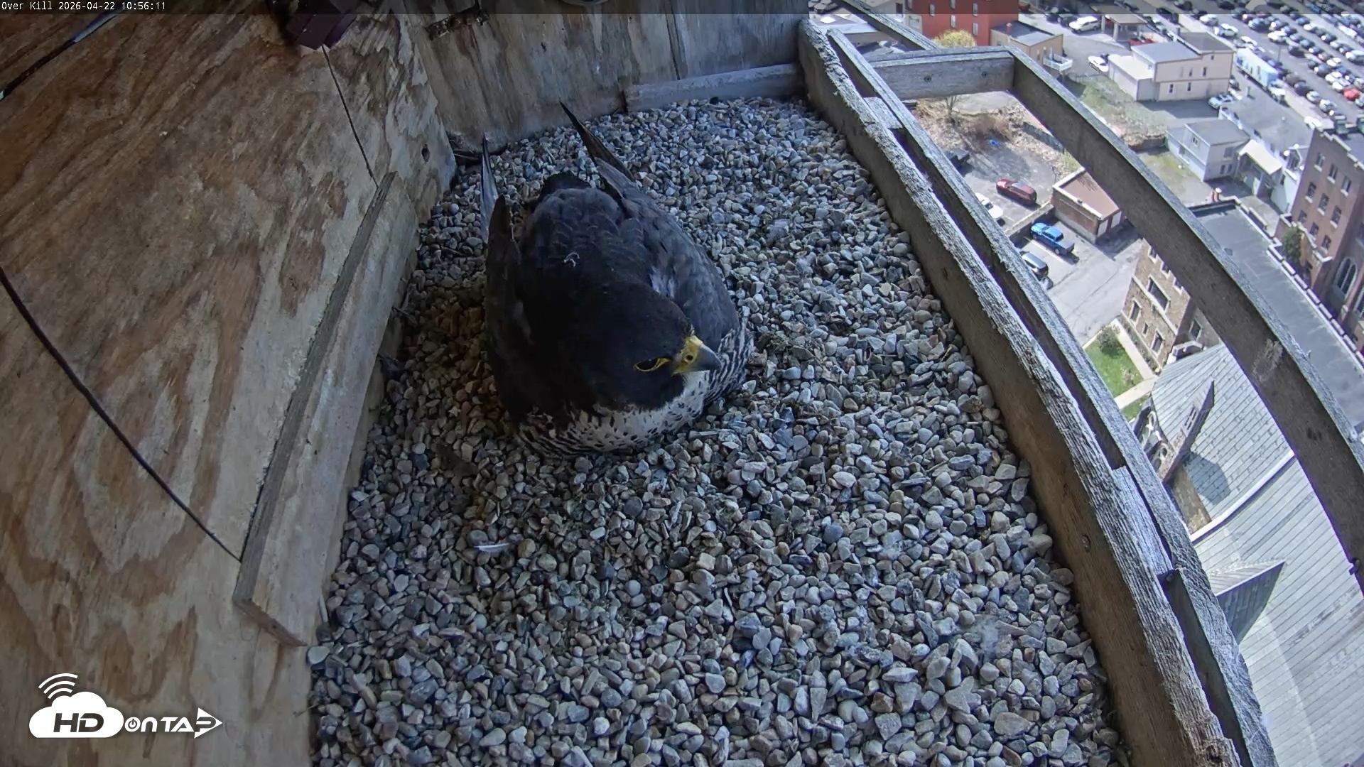 Snapshot of Utica Falcons Nest Box Live Webcam taken Apr 22, 2026, 10:57am EDT