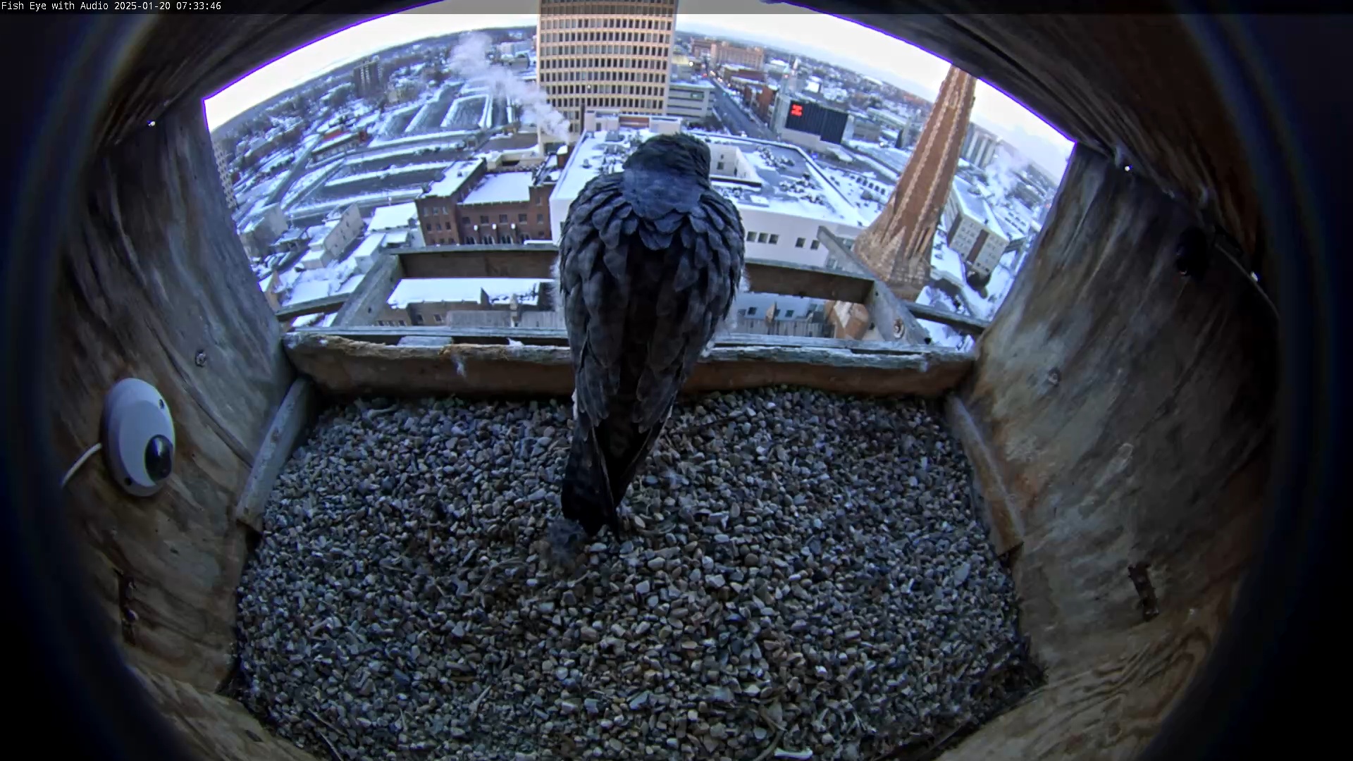 Snapshot of Utica Falcons Nest Box taken Jan 20, 2025, 7:34am EST