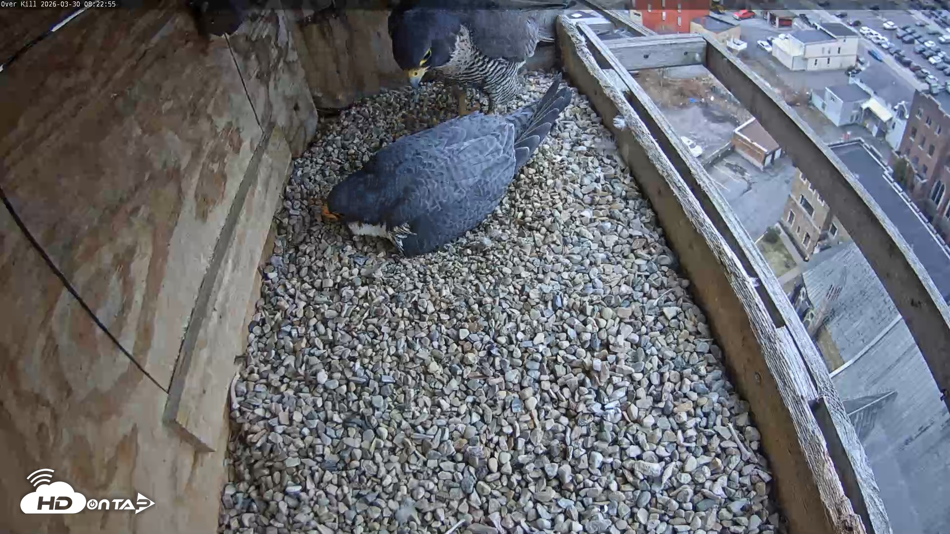 Snapshot of Utica Falcons Nest Box Live Webcam taken Mar 30, 2026, 8:23am EDT