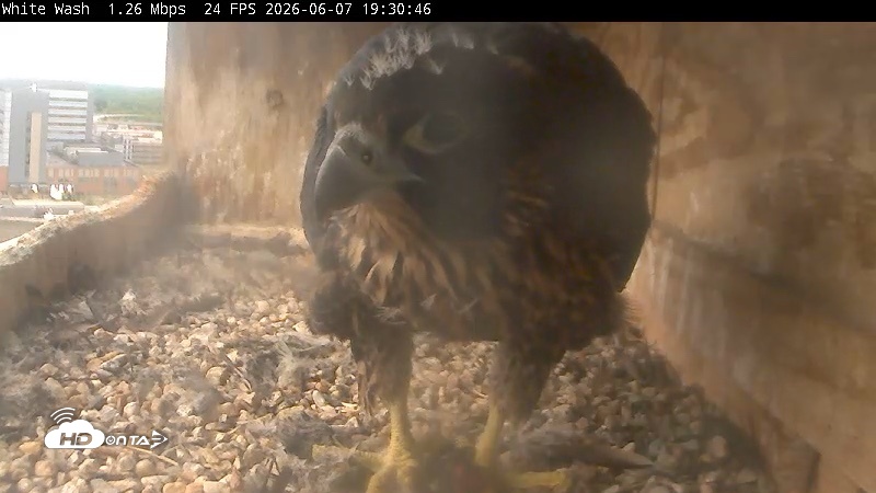 Snapshot of Utica Falcons Nest Box Live Webcam taken Jun 7, 2026, 7:31pm EDT