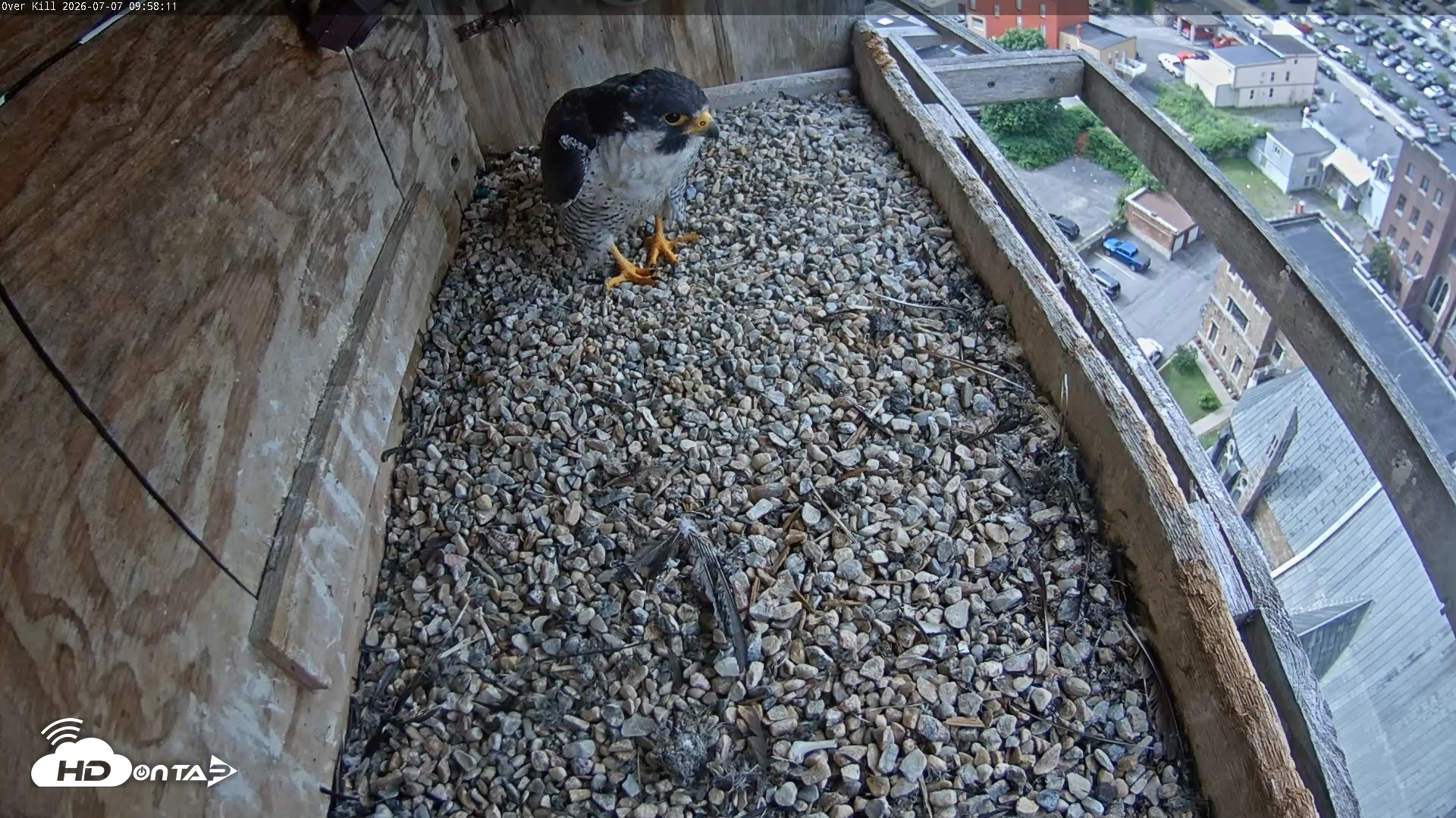 Snapshot of Utica Falcons Nest Box Live Webcam taken Jul 7, 2026, 9:59am EDT