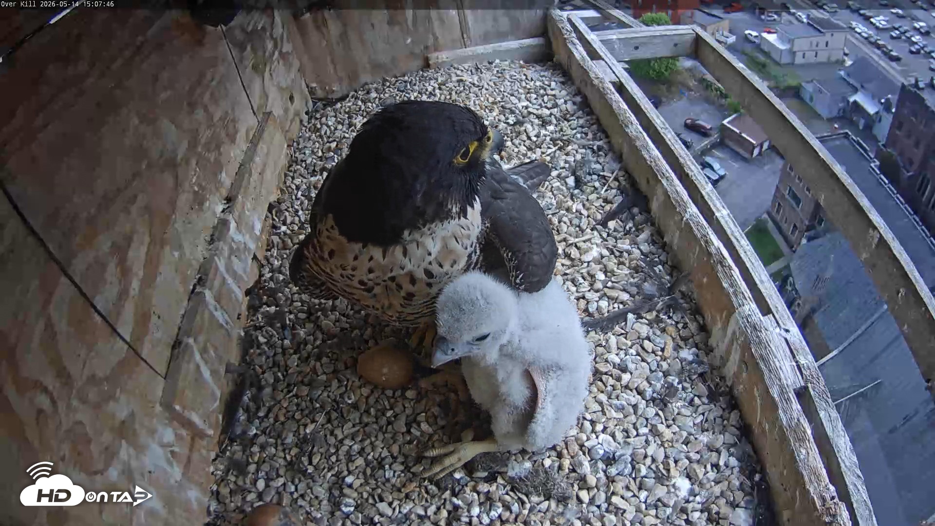 Snapshot of Utica Falcons Nest Box Live Webcam taken May 14, 2026, 3:08pm EDT