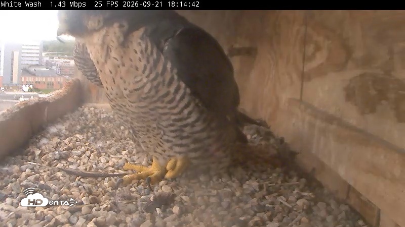 Snapshot of Utica Falcons Nest Box Live Webcam taken Sep 21, 2026, 6:15pm EDT