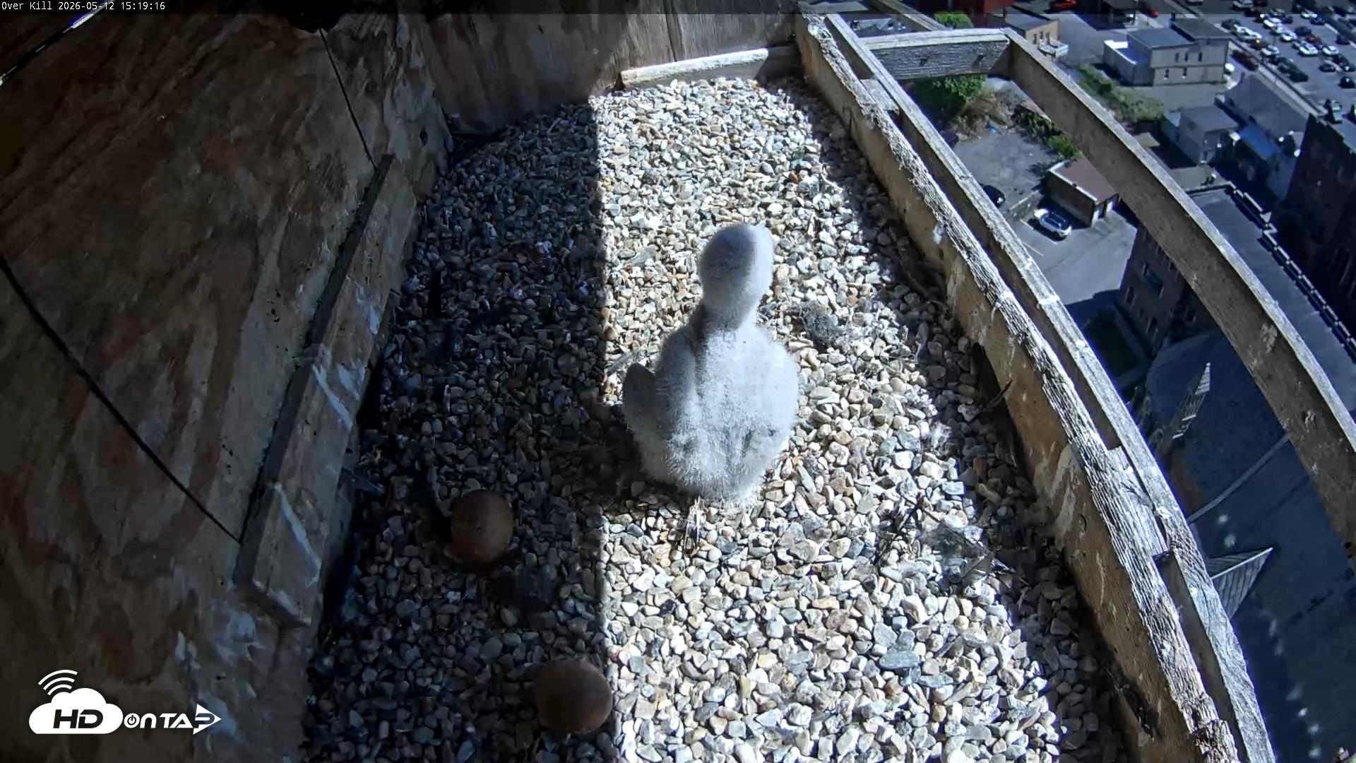 Snapshot of Utica Falcons Nest Box Live Webcam taken May 12, 2026, 3:20pm EDT