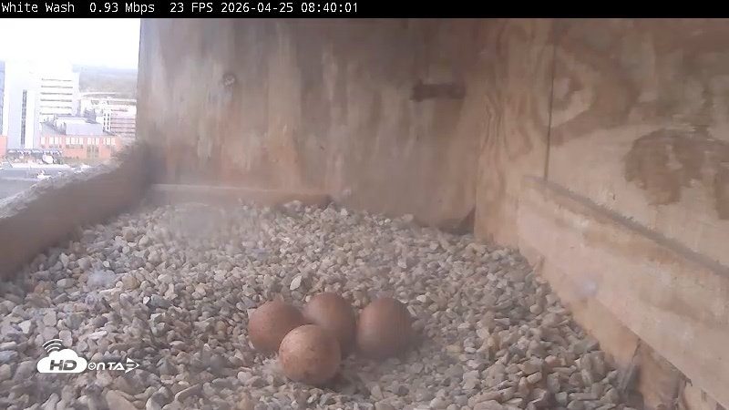 Snapshot of Utica Falcons Nest Box Live Webcam taken Apr 25, 2026, 8:40am EDT