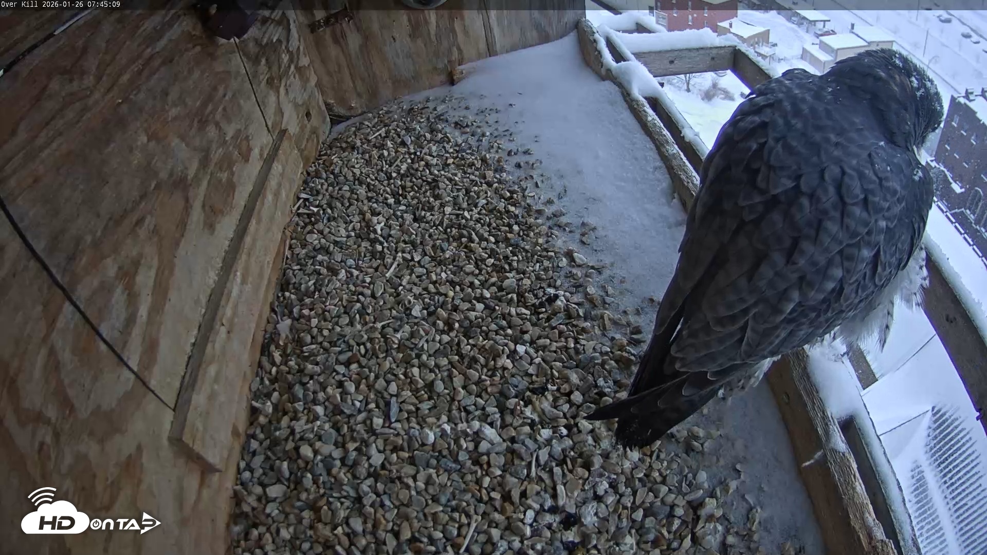 Snapshot of Utica Falcons Nest Box Live Webcam taken Jan 26, 2026, 7:45am EST