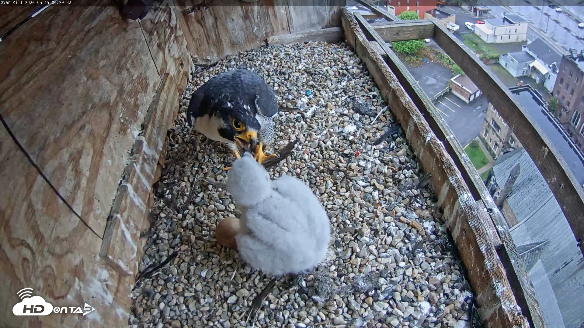 Snapshot of Utica Falcons Nest Box Live Webcam taken May 15, 2026, 6:30am EDT