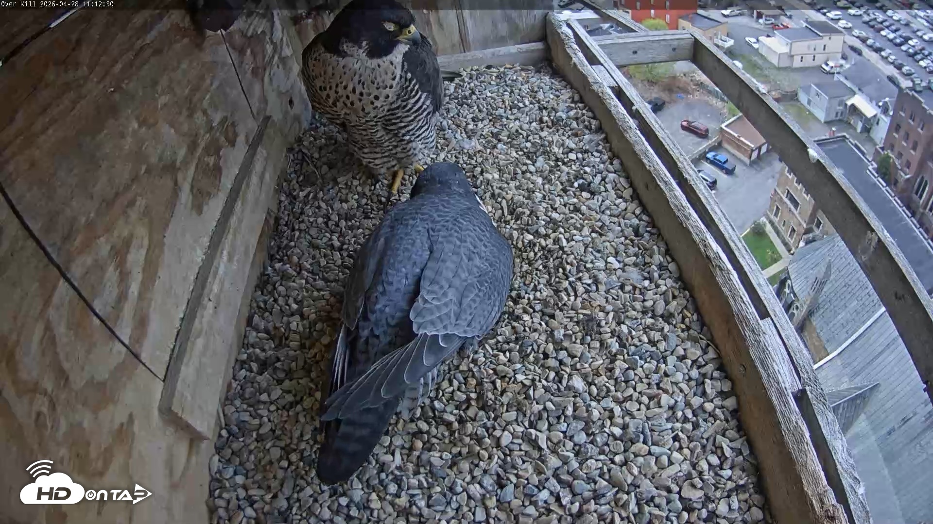 Snapshot of Utica Falcons Nest Box Live Webcam taken Apr 28, 2026, 11:13am EDT