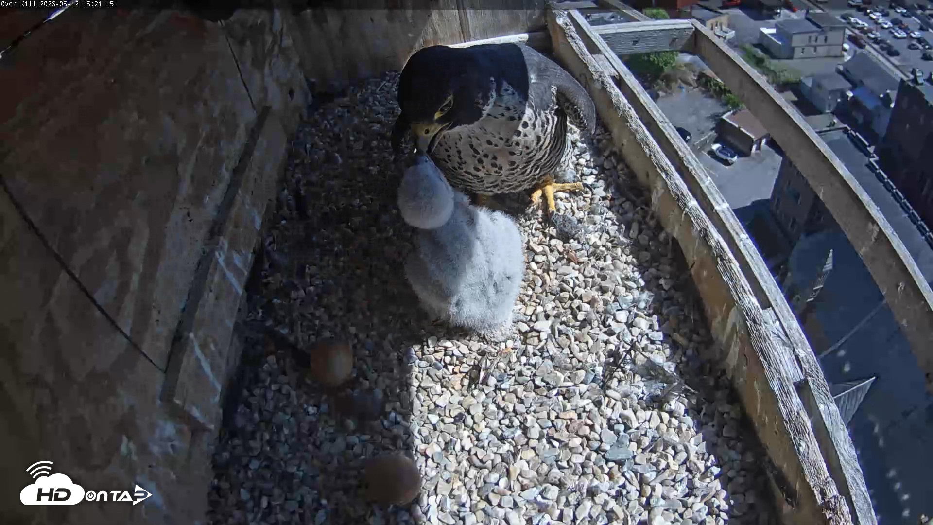Snapshot of Utica Falcons Nest Box Live Webcam taken May 12, 2026, 3:22pm EDT