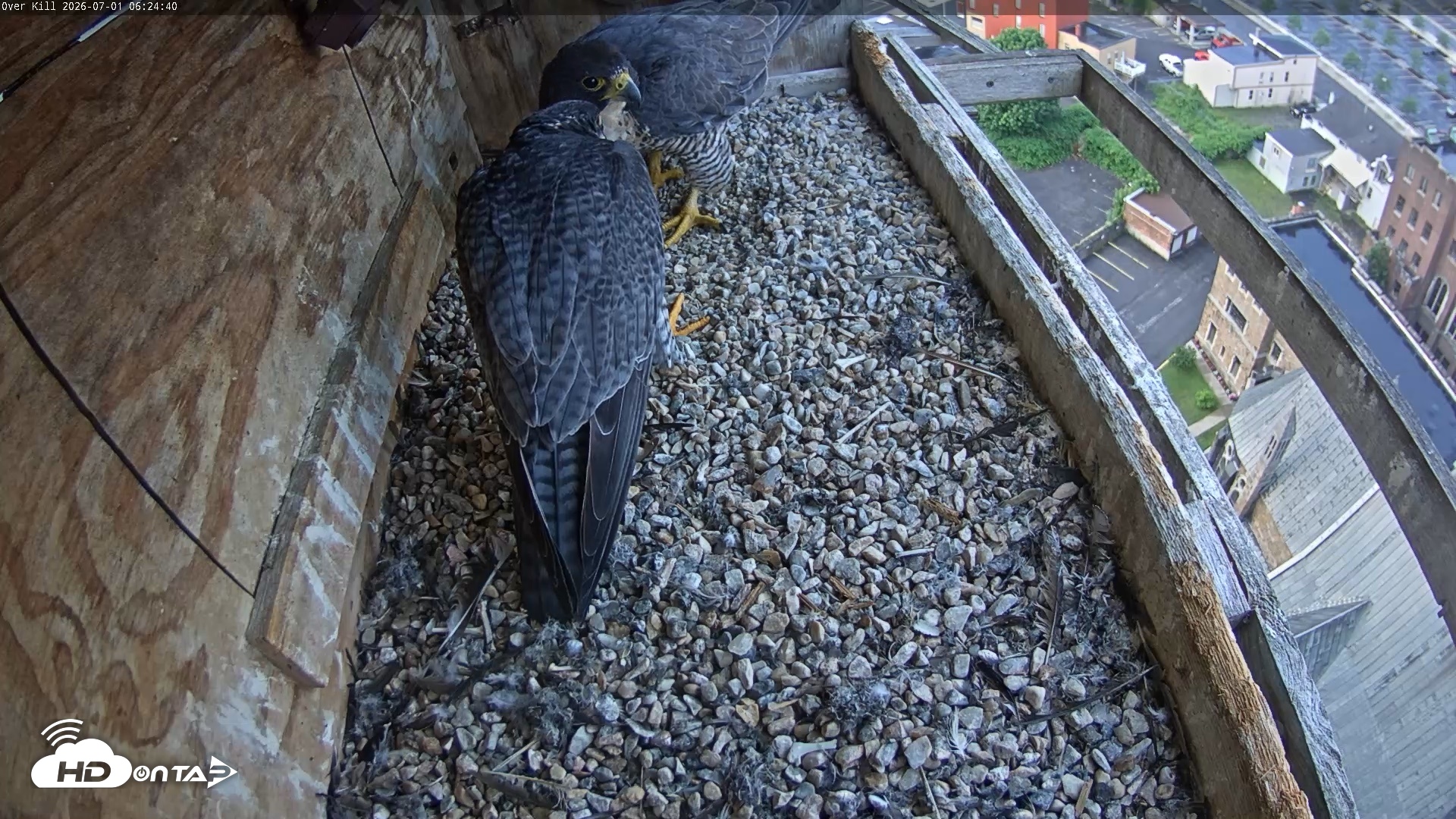 Snapshot of Utica Falcons Nest Box Live Webcam taken Jul 1, 2026, 6:25am EDT