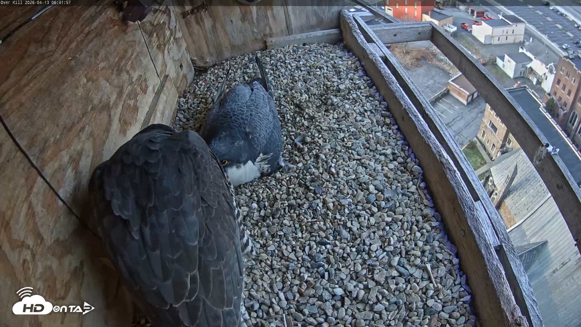 Snapshot of Utica Falcons Nest Box Live Webcam taken Apr 13, 2026, 6:42am EDT