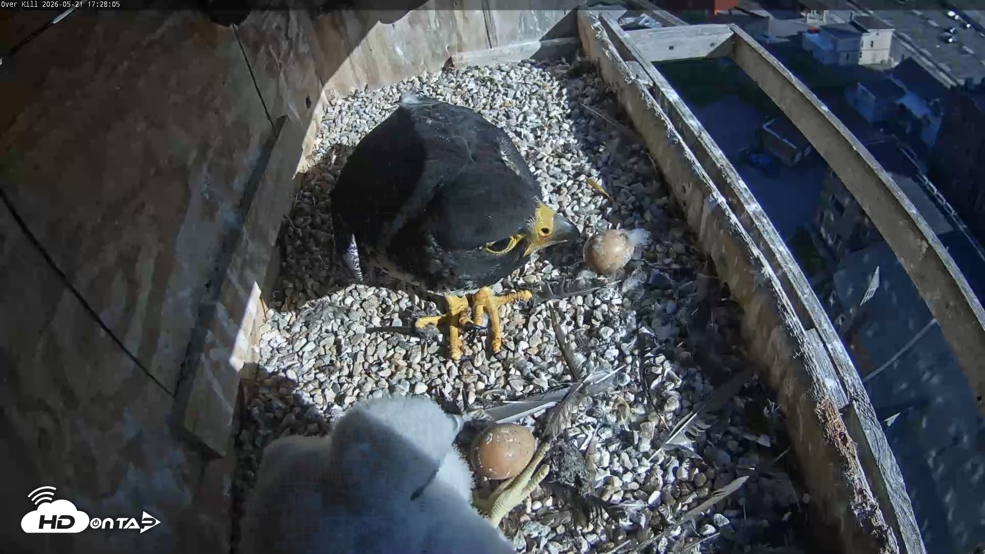 Snapshot of Utica Falcons Nest Box Live Webcam taken May 21, 2026, 5:29pm EDT