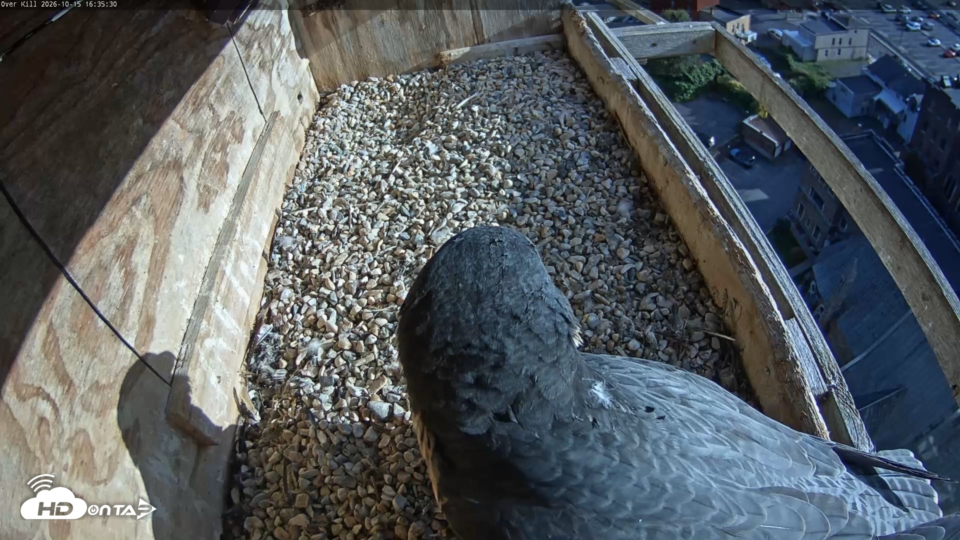 Snapshot of Utica Falcons Nest Box Live Webcam taken Oct 15, 2026, 4:36pm EDT