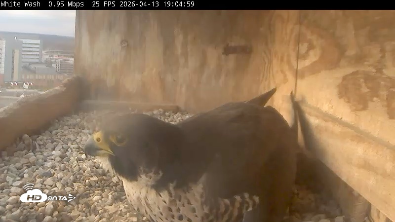 Snapshot of Utica Falcons Nest Box Live Webcam taken Apr 13, 2026, 7:05pm EDT