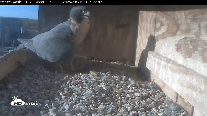 Snapshot of Utica Falcons Nest Box Live Webcam taken Oct 15, 2026, 4:38pm EDT