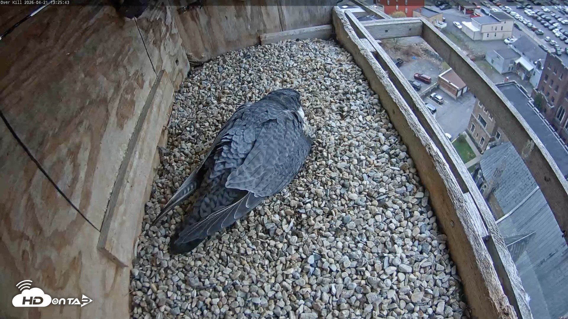 Snapshot of Utica Falcons Nest Box Live Webcam taken Apr 21, 2026, 1:26pm EDT
