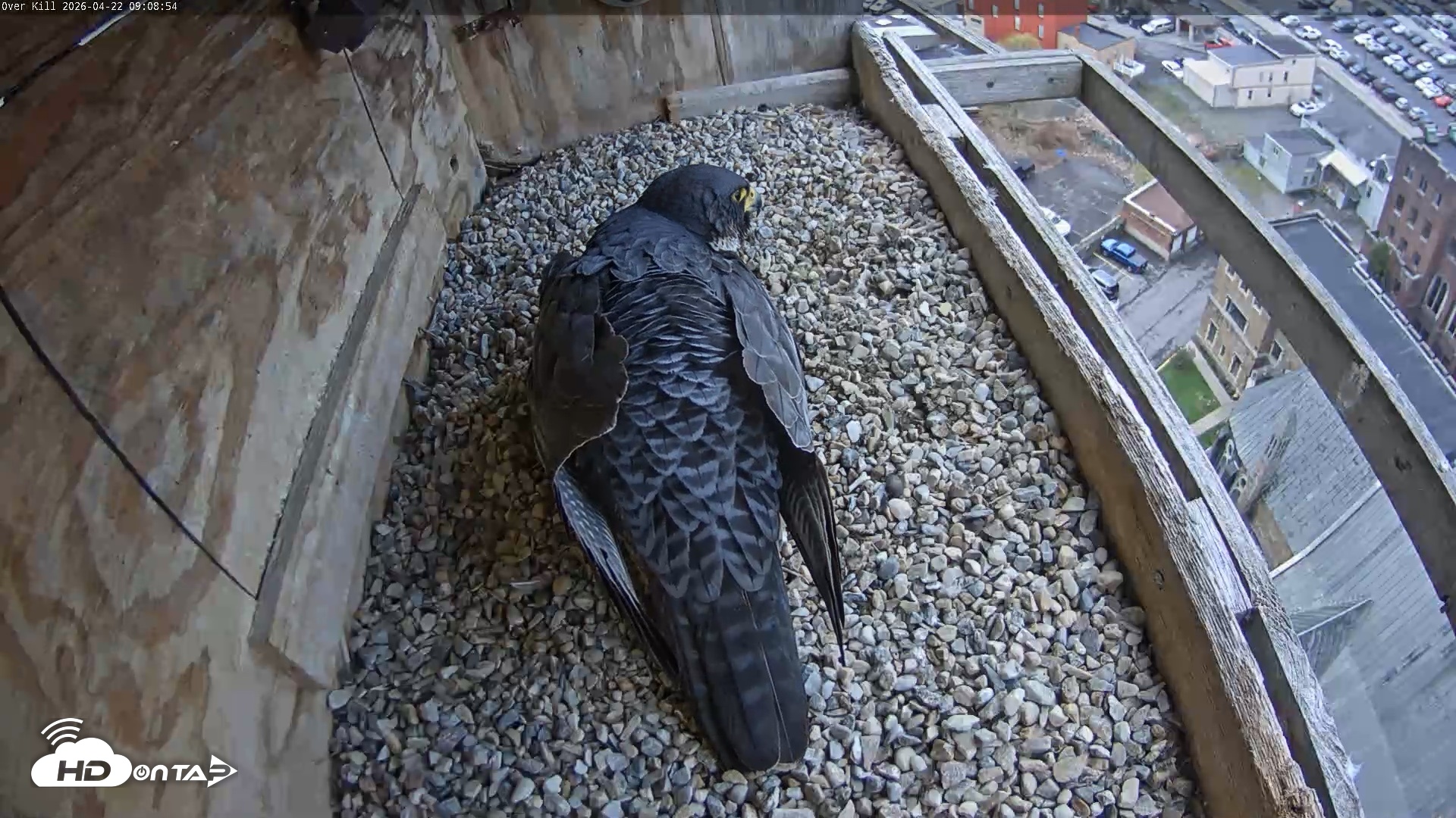 Snapshot of Utica Falcons Nest Box Live Webcam taken Apr 22, 2026, 9:09am EDT