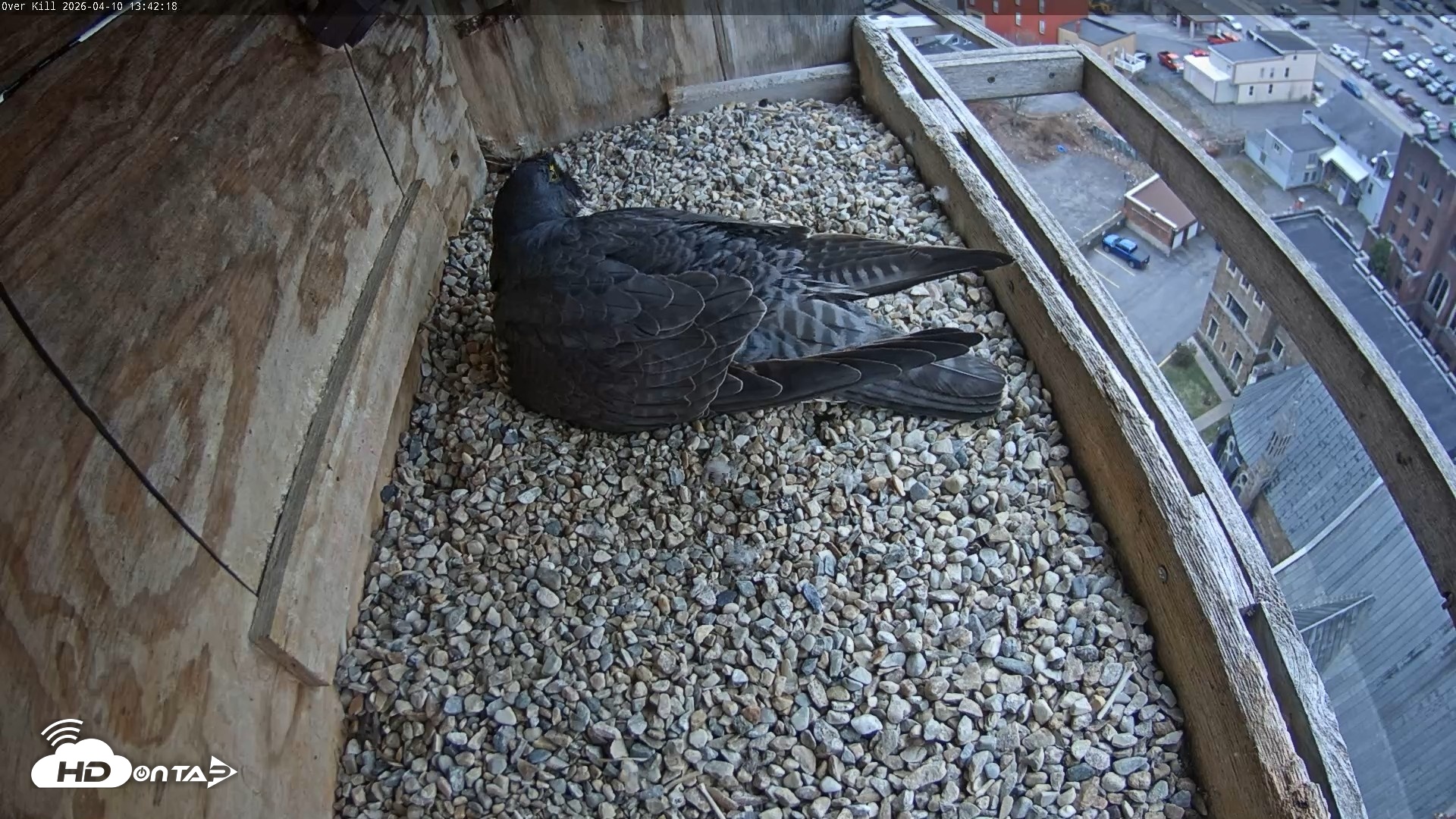 Snapshot of Utica Falcons Nest Box Live Webcam taken Apr 10, 2026, 1:43pm EDT