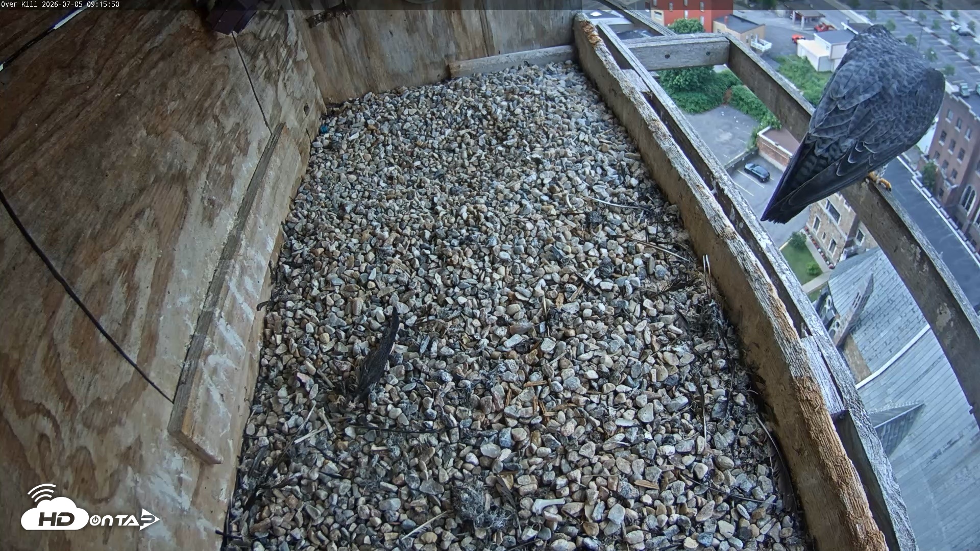 Snapshot of Utica Falcons Nest Box Live Webcam taken Jul 5, 2026, 9:16am EDT