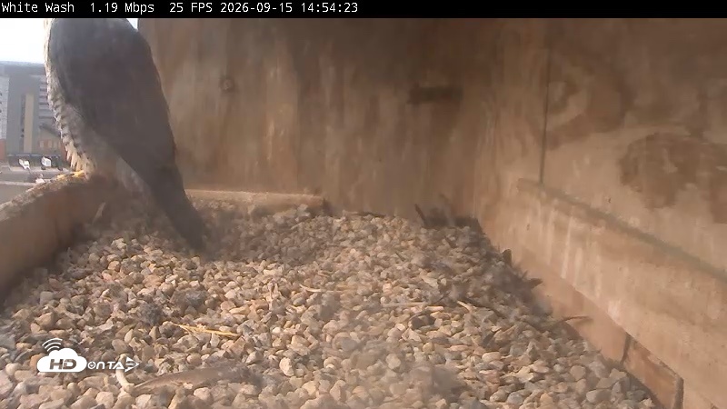 Snapshot of Utica Falcons Nest Box Live Webcam taken Sep 15, 2026, 2:55pm EDT