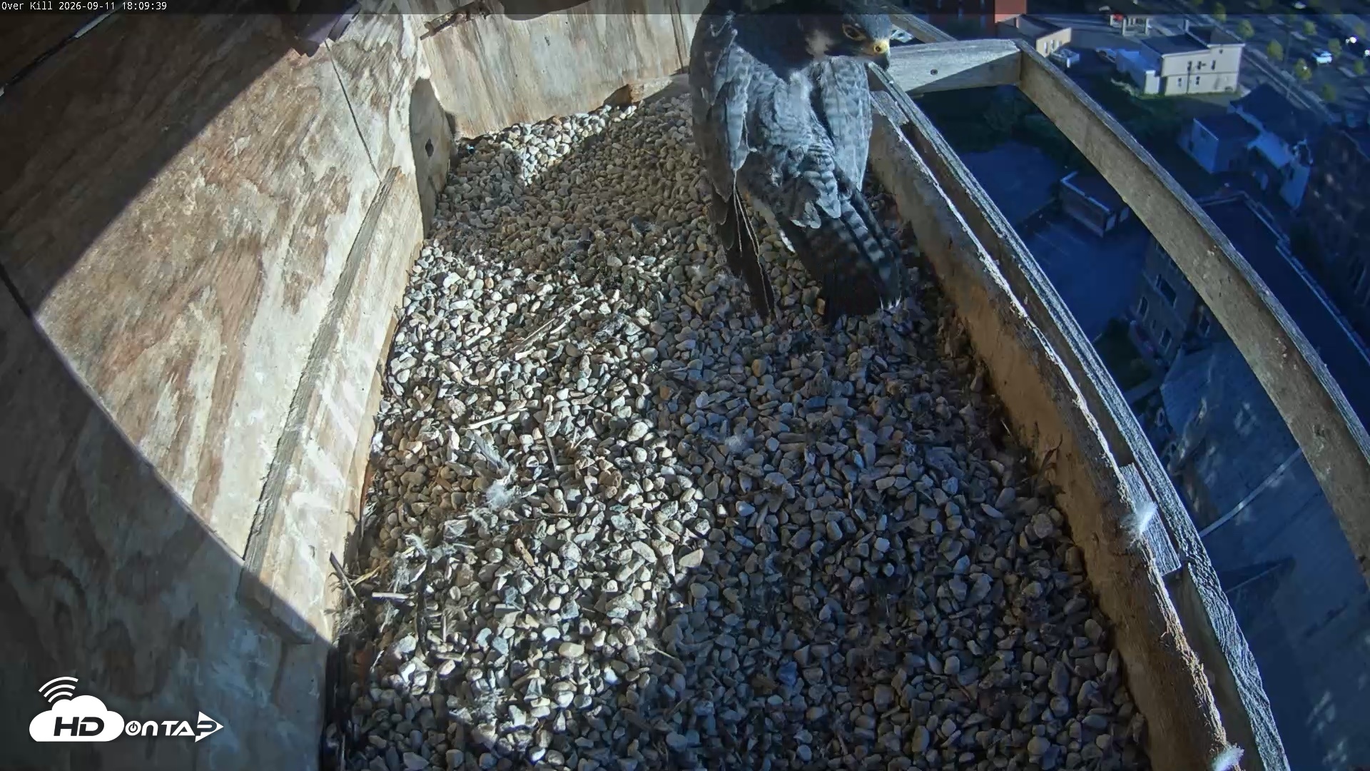 Snapshot of Utica Falcons Nest Box Live Webcam taken Sep 11, 2026, 6:10pm EDT