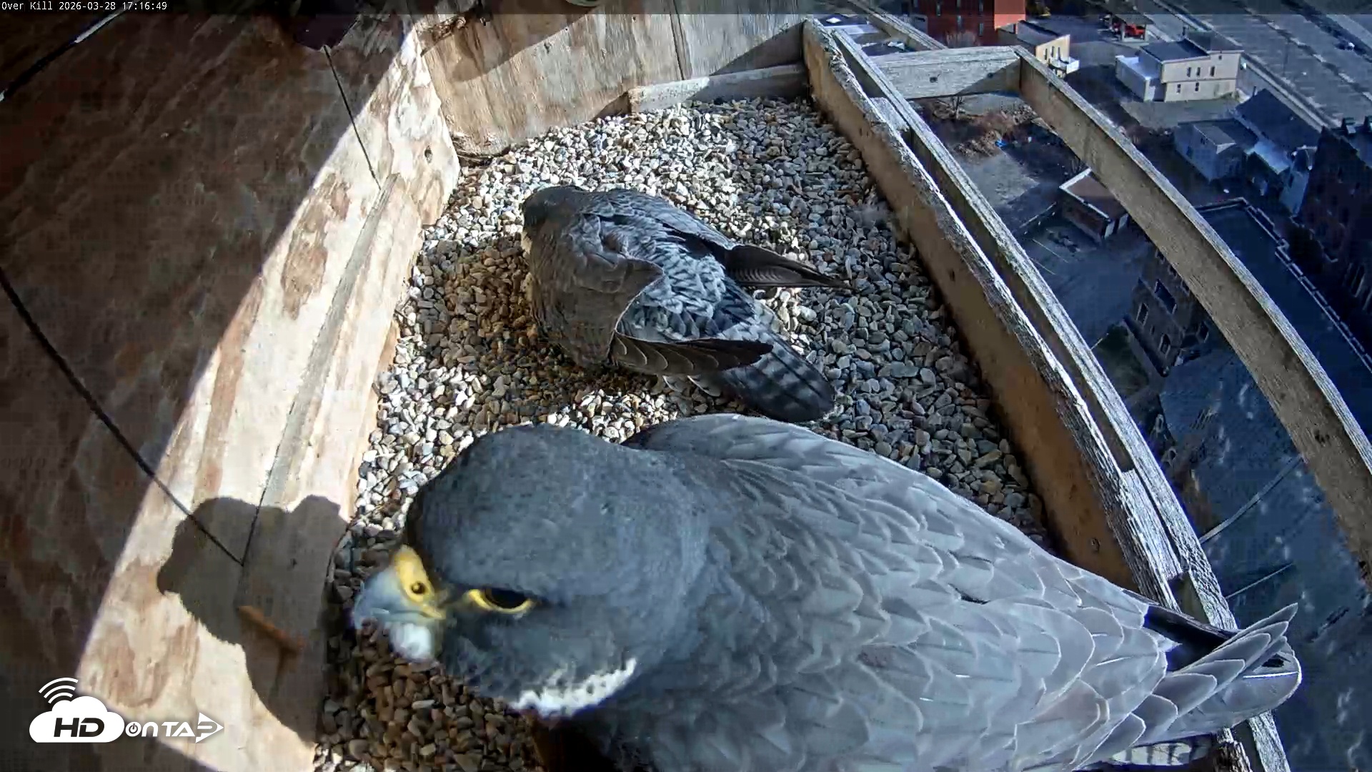 Snapshot of Utica Falcons Nest Box Live Webcam taken Mar 28, 2026, 5:17pm EDT