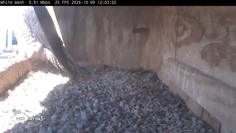 Snapshot of Utica Falcons Nest Box Live Webcam taken Oct 9, 2026, 12:03pm EDT