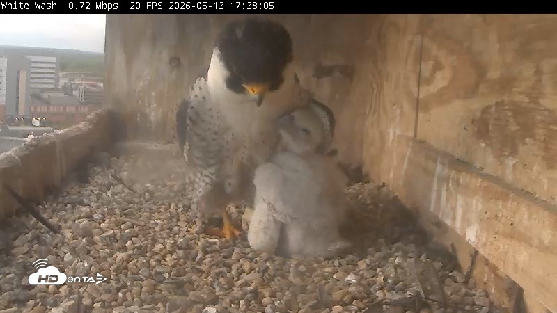 Snapshot of Utica Falcons Nest Box Live Webcam taken May 13, 2026, 5:38pm EDT