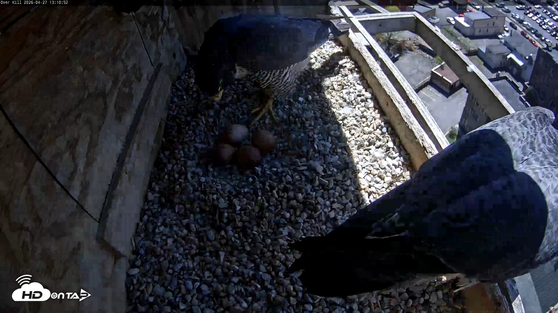 Snapshot of Utica Falcons Nest Box Live Webcam taken Apr 27, 2026, 1:11pm EDT