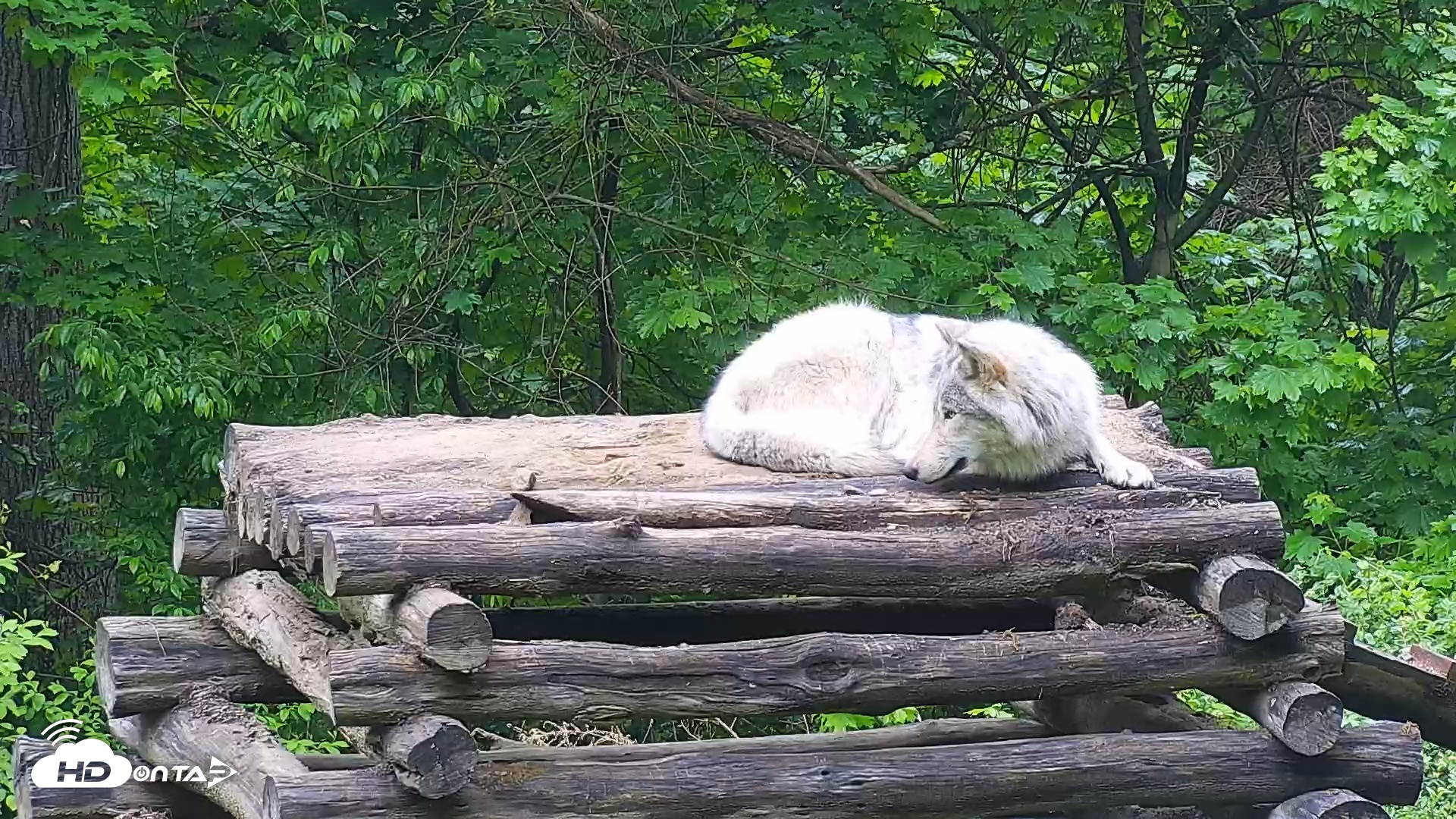Snapshot of Wolf Center - Ambassador Wolves taken May 14, 2025, 8:13am EDT