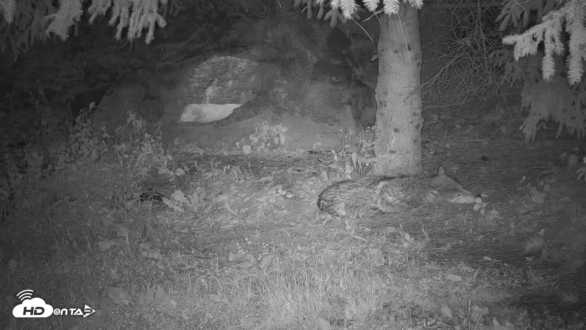 Snapshot of Wolf Center - Ambassador Wolves taken May 21, 2025, 10:38pm EDT