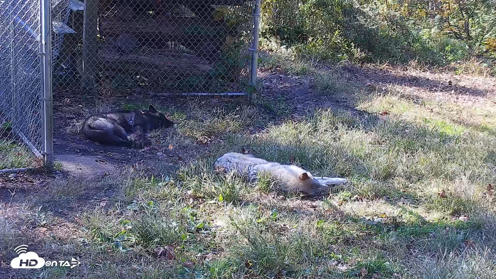 Snapshot of Ambassador Wolves Live Webcam at the Wolf Conservation Center taken Oct 26, 2025, 1:50pm EDT
