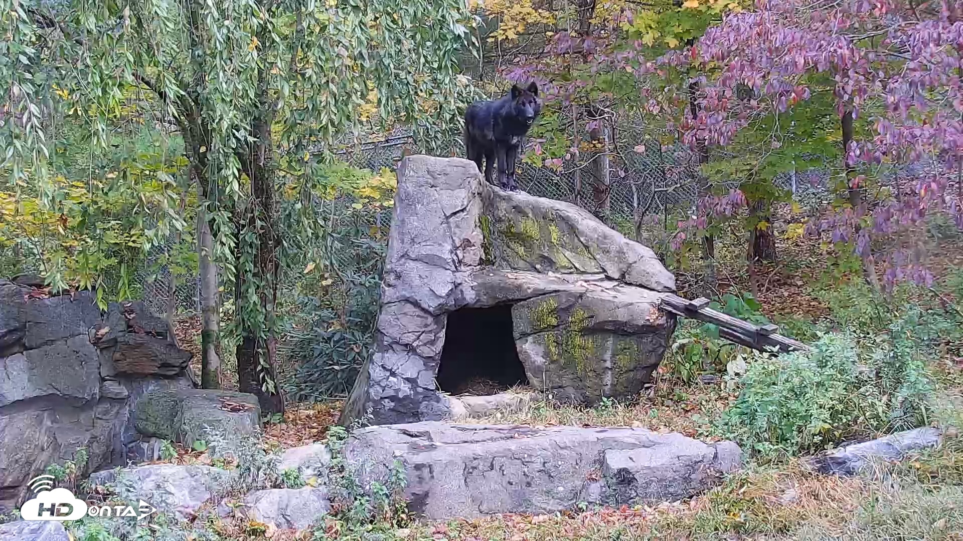 Snapshot of Ambassador Wolves Live Webcam at the Wolf Conservation Center taken Oct 20, 2025, 10:49am EDT