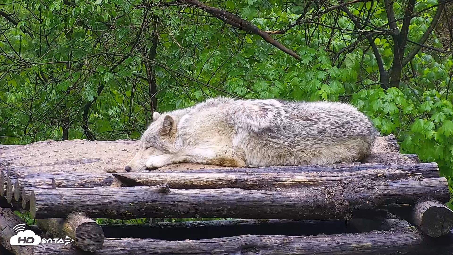 Snapshot of Wolf Center - Ambassador Wolves taken May 6, 2025, 8:09am EDT