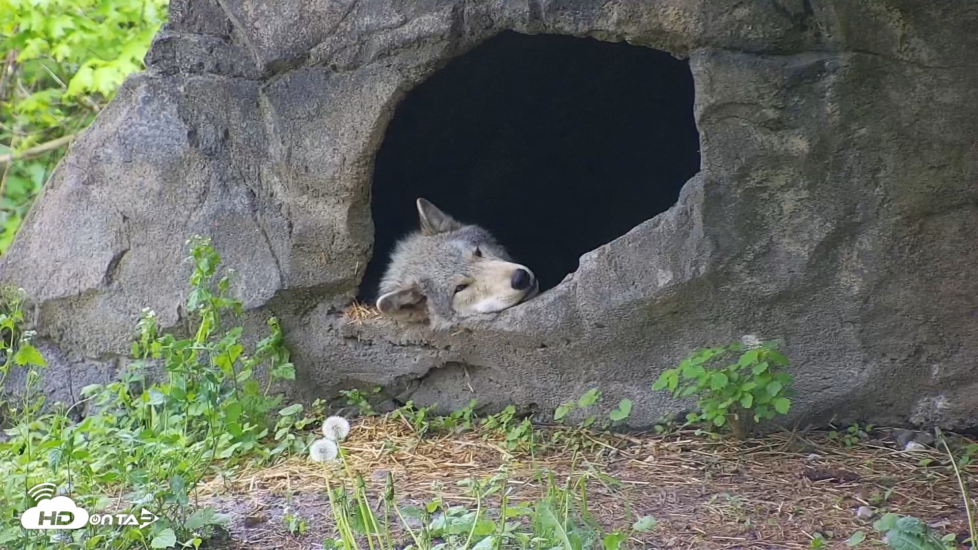 Snapshot of Wolf Center - Ambassador Wolves taken May 8, 2025, 6:26am EDT