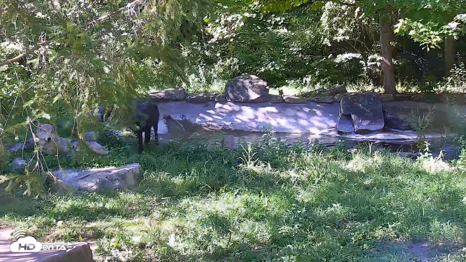 Snapshot of Wolf Center - Ambassador Wolves taken Sep 2, 2025, 3:51pm EDT
