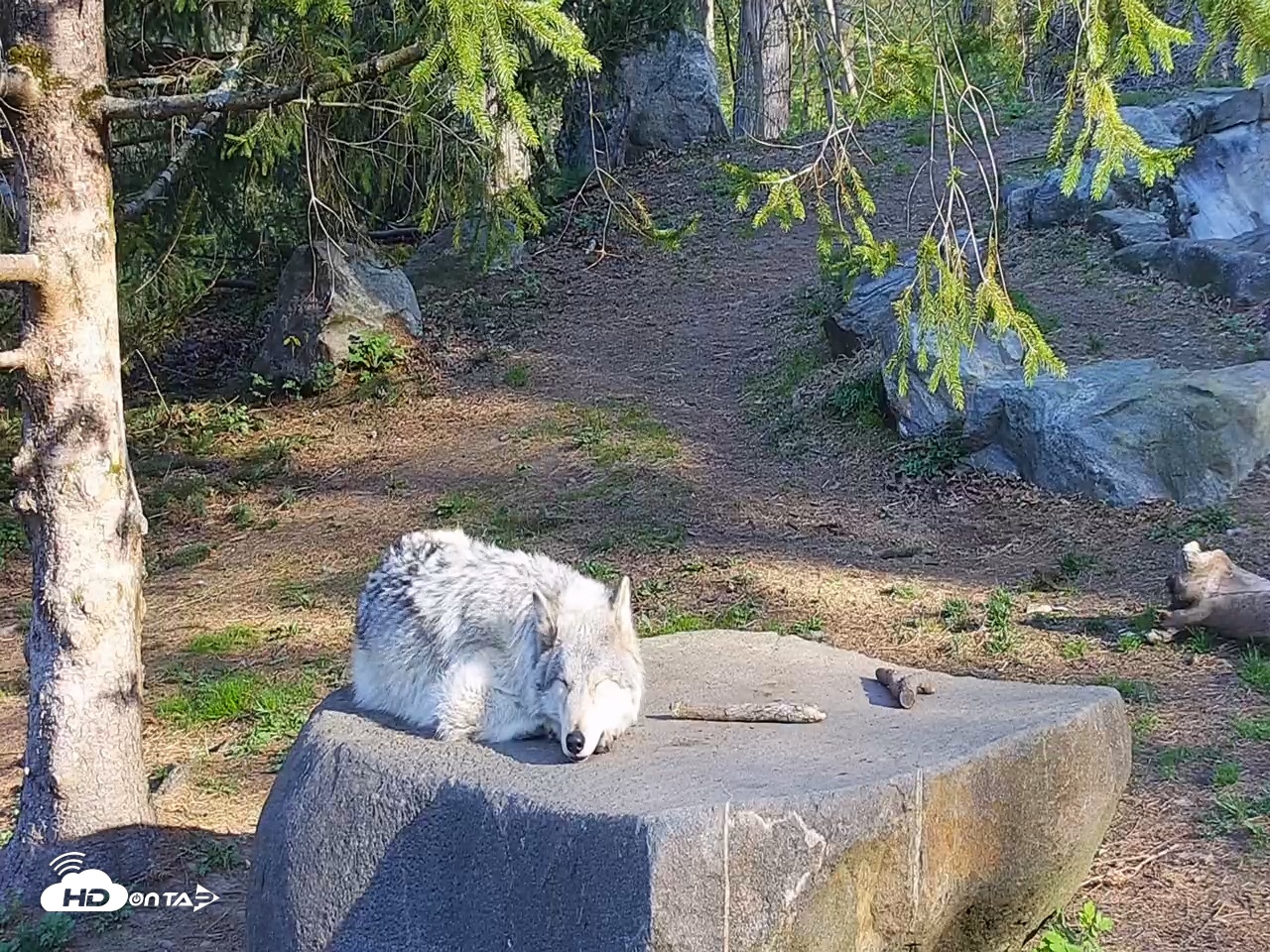 Snapshot of Wolf Center - Ambassador Wolves taken Apr 24, 2025, 8:15am EDT