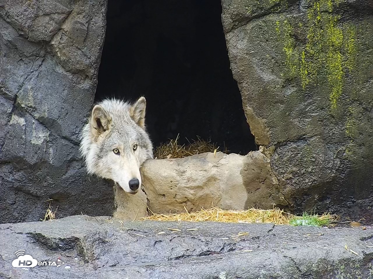 Snapshot of Wolf Center - Ambassador Wolves taken Apr 12, 2025, 8:02am EDT