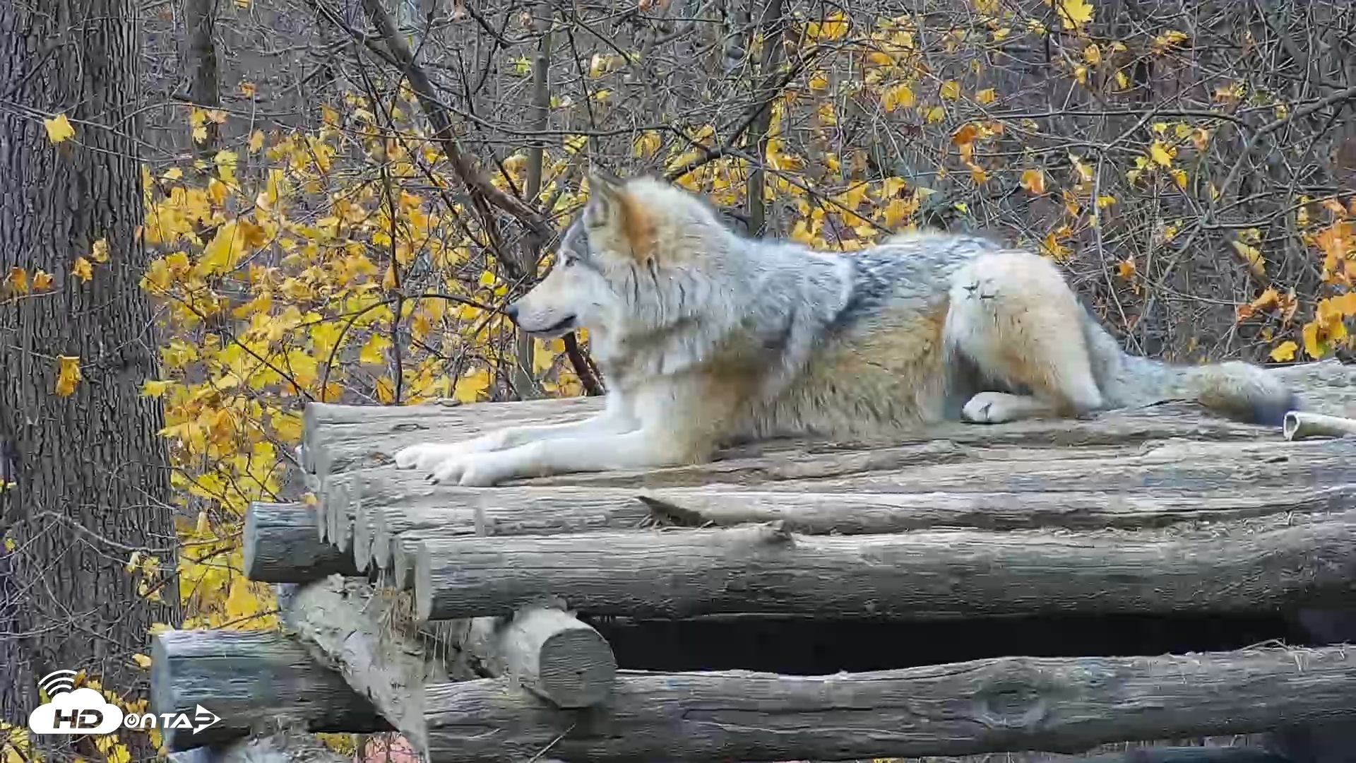 Snapshot of Ambassador Wolves Live Webcam at the Wolf Conservation Center taken Nov 13, 2025, 7:51am EST