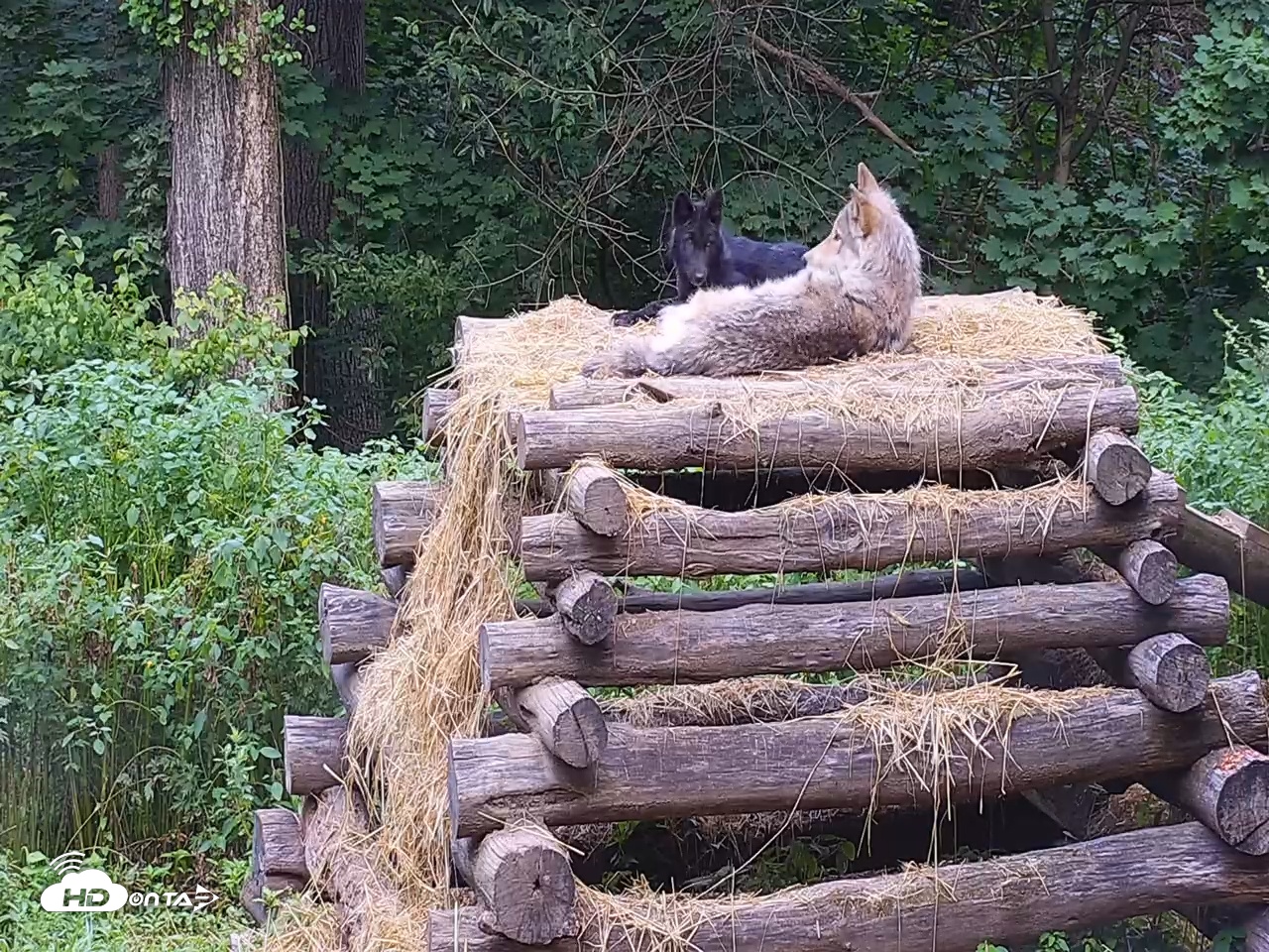 Snapshot of Wolf Center - Ambassador Wolves taken Jul 26, 2025, 6:49am EDT
